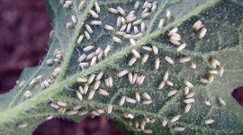 CANNA Pests & Diseases Guide