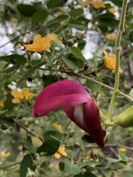 Hawaii Island Seed Co.