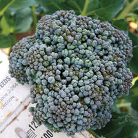 Territorial Seed Company