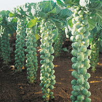 Territorial Seed Company
