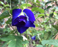 Hawaii Island Seed Co.