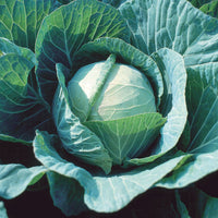 Territorial Seed Company