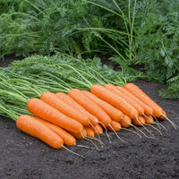 Territorial Seed Company