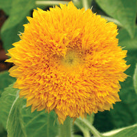 Territorial Seed Company