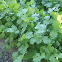 Territorial Seed Company