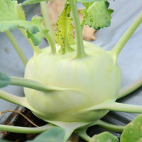 Territorial Seed Company