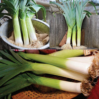 Territorial Seed Company