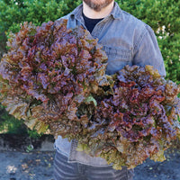 Territorial Seed Company