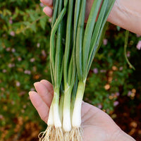 Territorial Seed Company