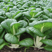 Territorial Seed Company