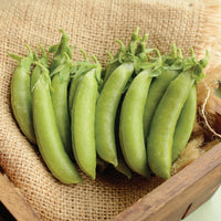 Territorial Seed Company