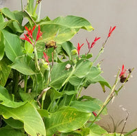 Hawaii Island Seed Co.