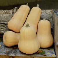Territorial Seed Company