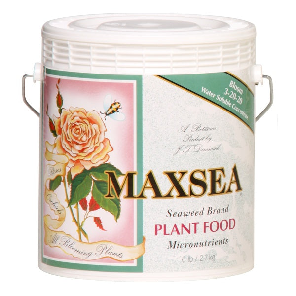 Maxsea Bloom 3-20-20